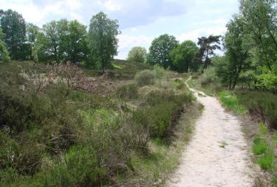 Wandelen in De Meinweg