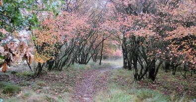 Wandelen in het Dwingelderveld