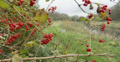 Wandelen in Flevoland