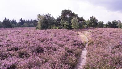 Mooiste wandelgebieden