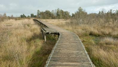 Wandelen in De Peel