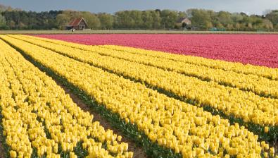 Wandel door de bollenpracht