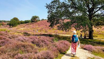 De heide gaat weer bloeien