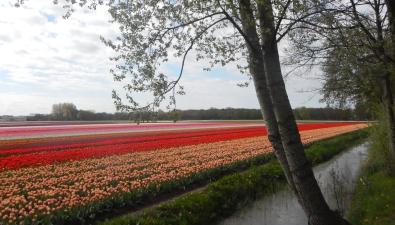 Bollenwandelingen