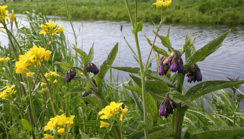 Wandeling van de maand