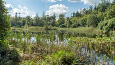 Wandelen in het Drents Friese Wold