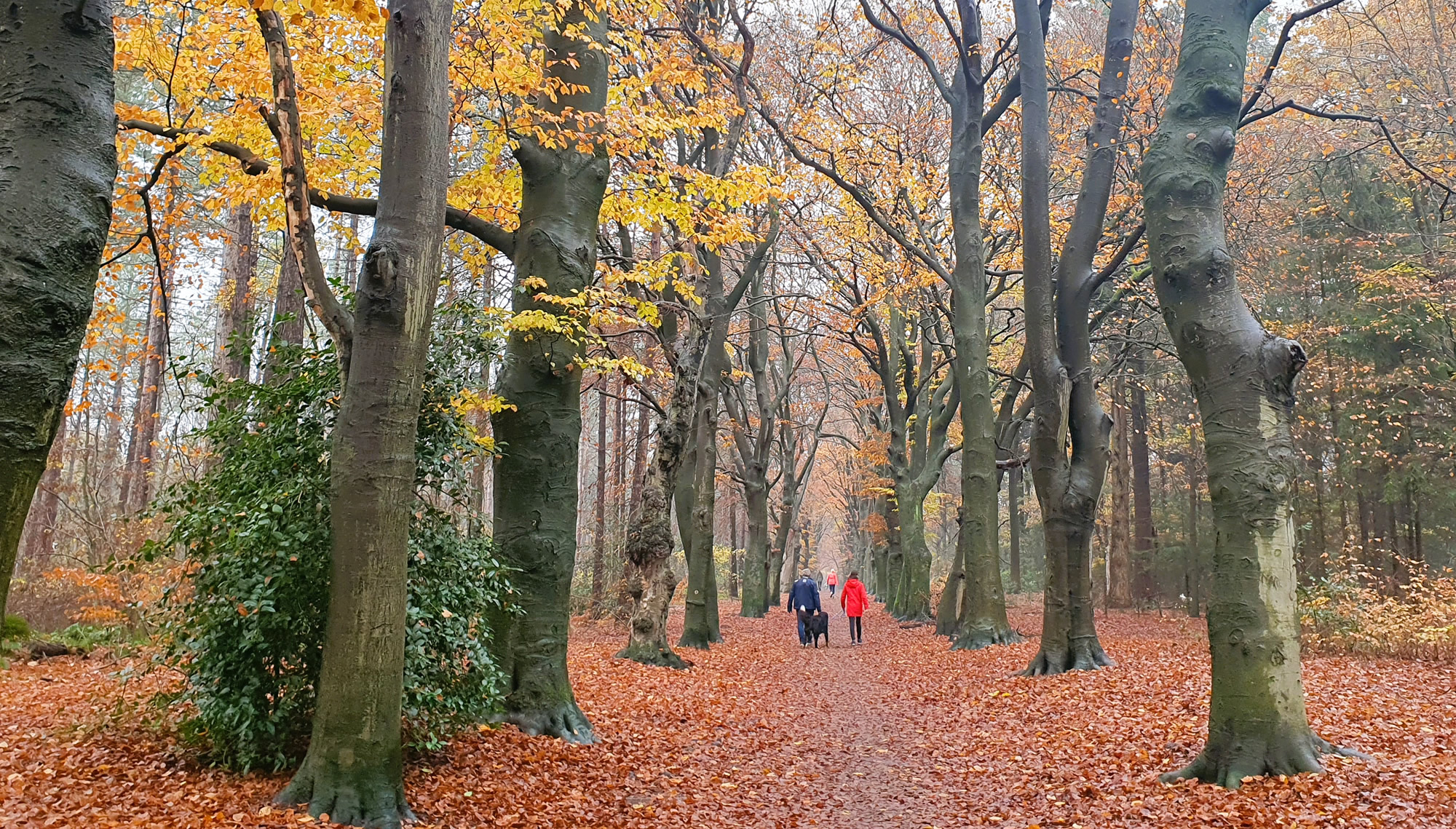 Herfstwandelingen