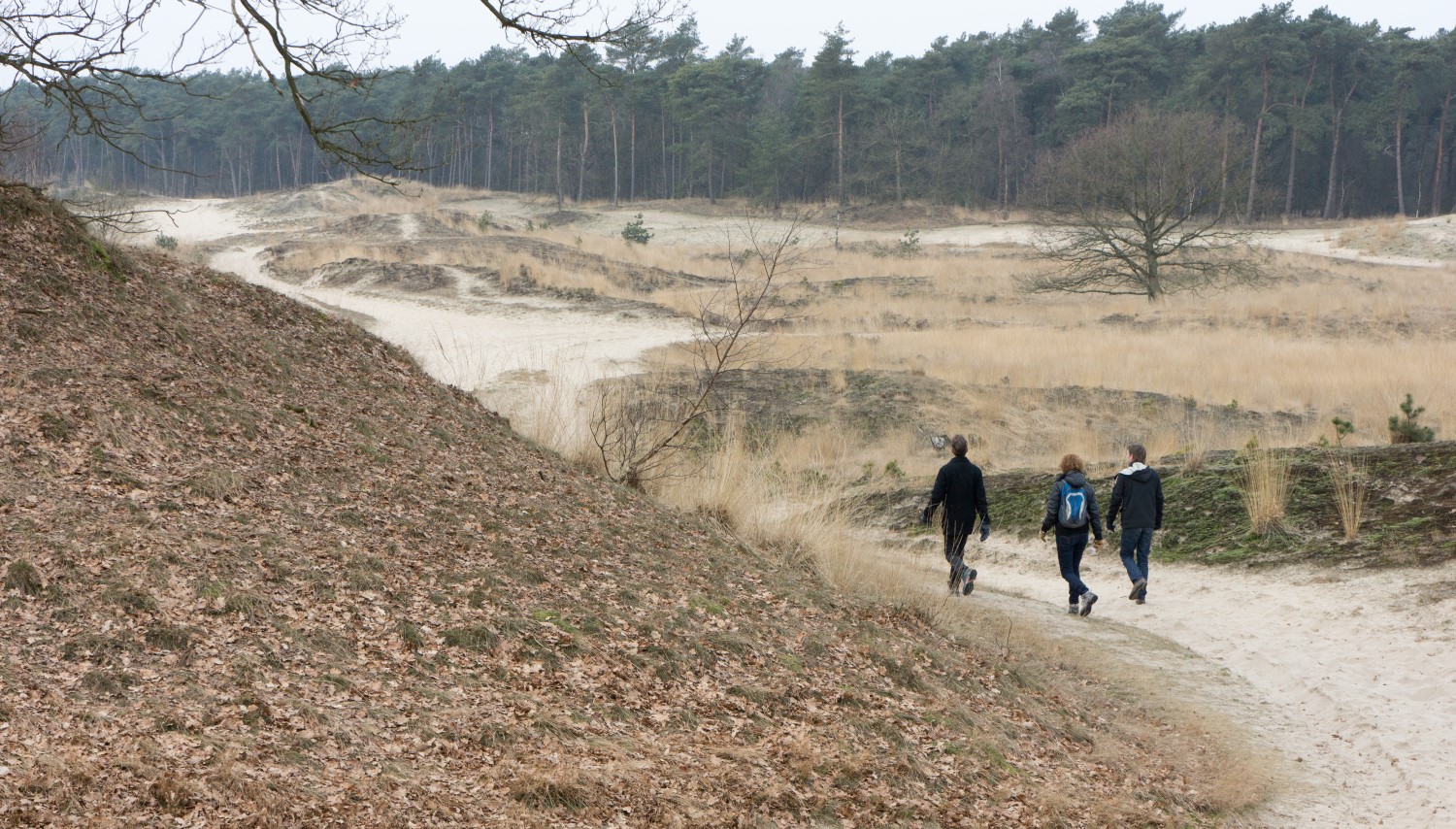 Loonse en Drunense Duinen