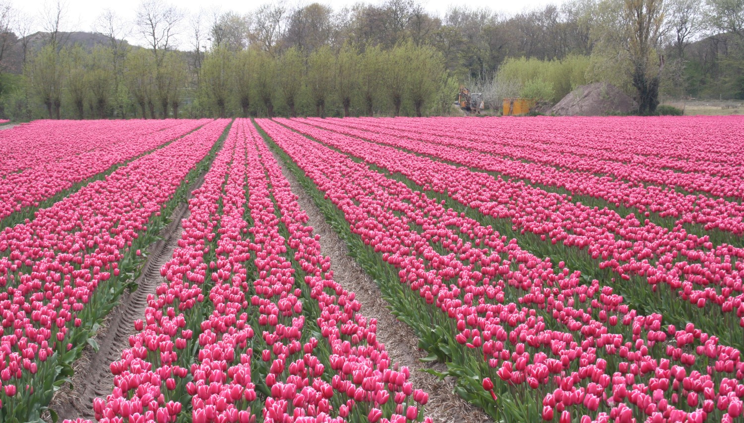 Bollenwandelingen