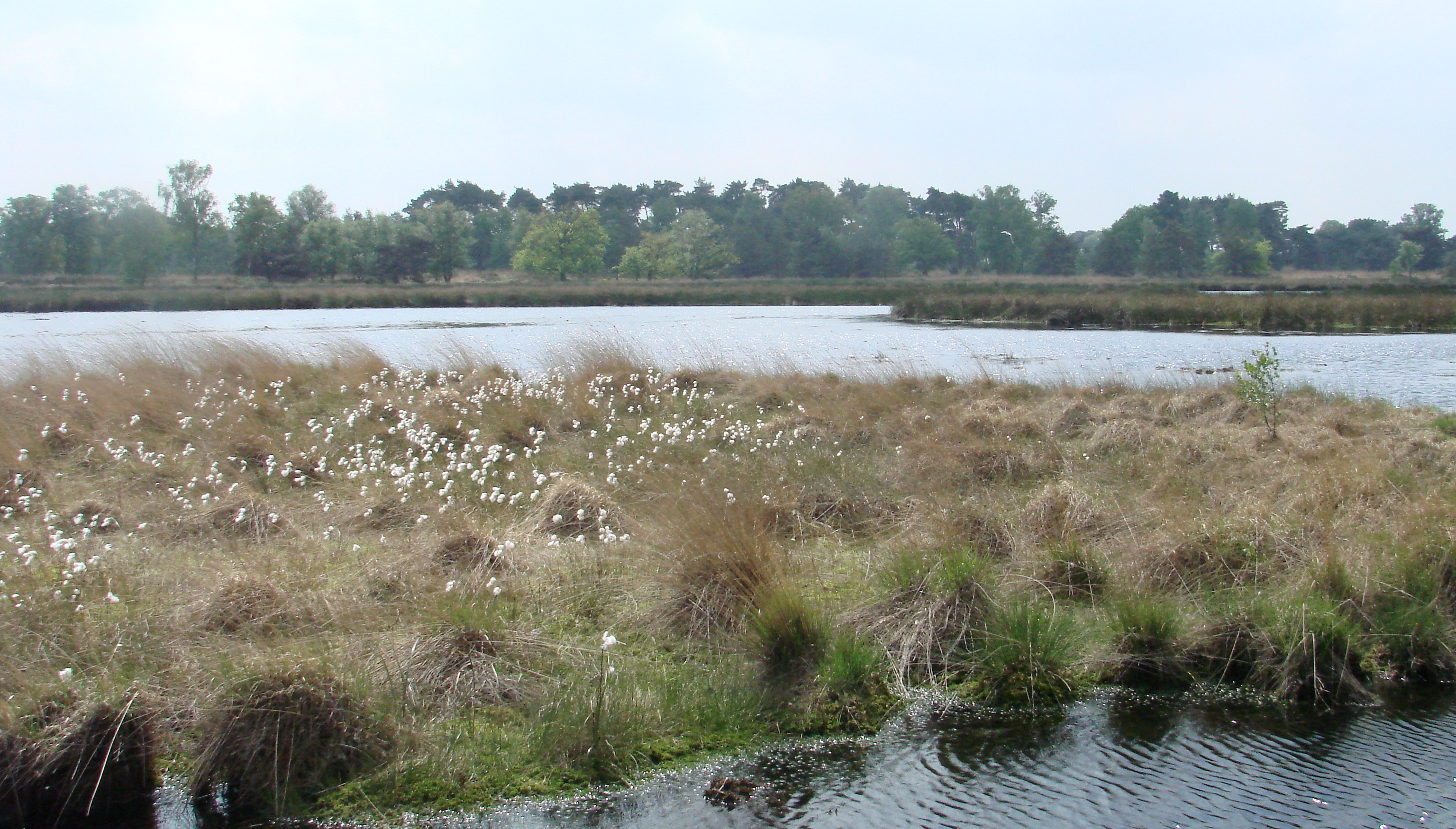 Wandelen op de Kampina