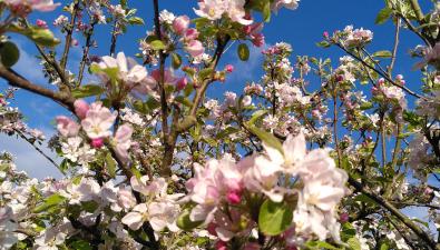 Bloeiende bloesems en ontluikende landgoederen