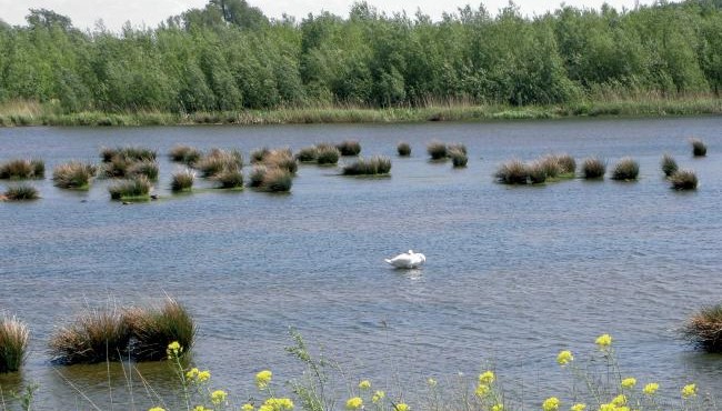 Wandelen in de Biesbosch