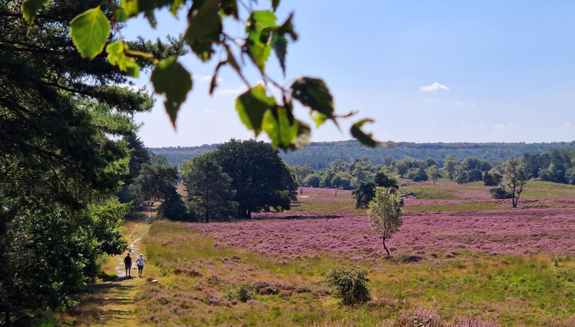 Heidewandelingen