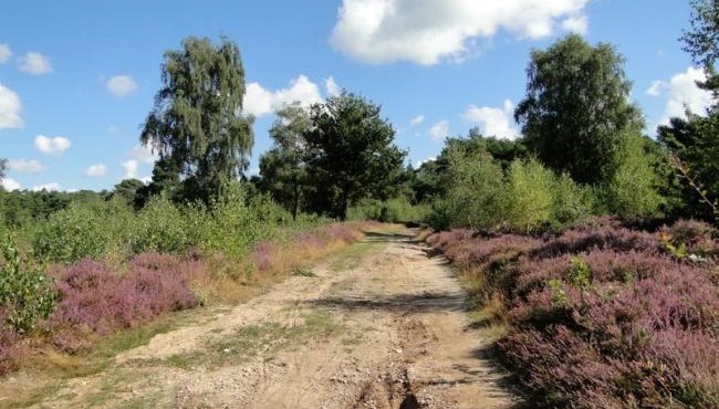 Wandelen op de Sallandse Heuvelrug