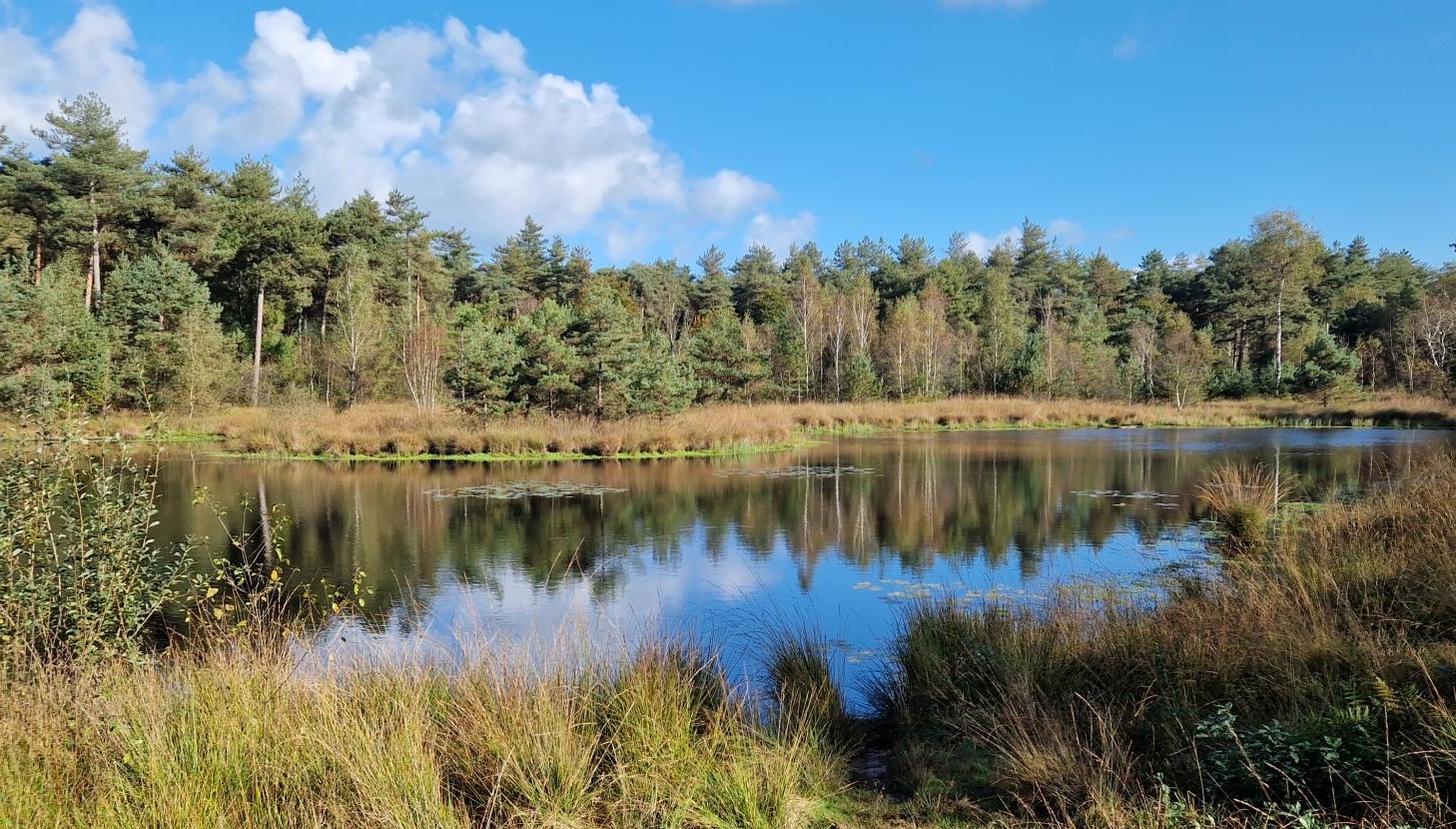 Knopenrondjes, top 12