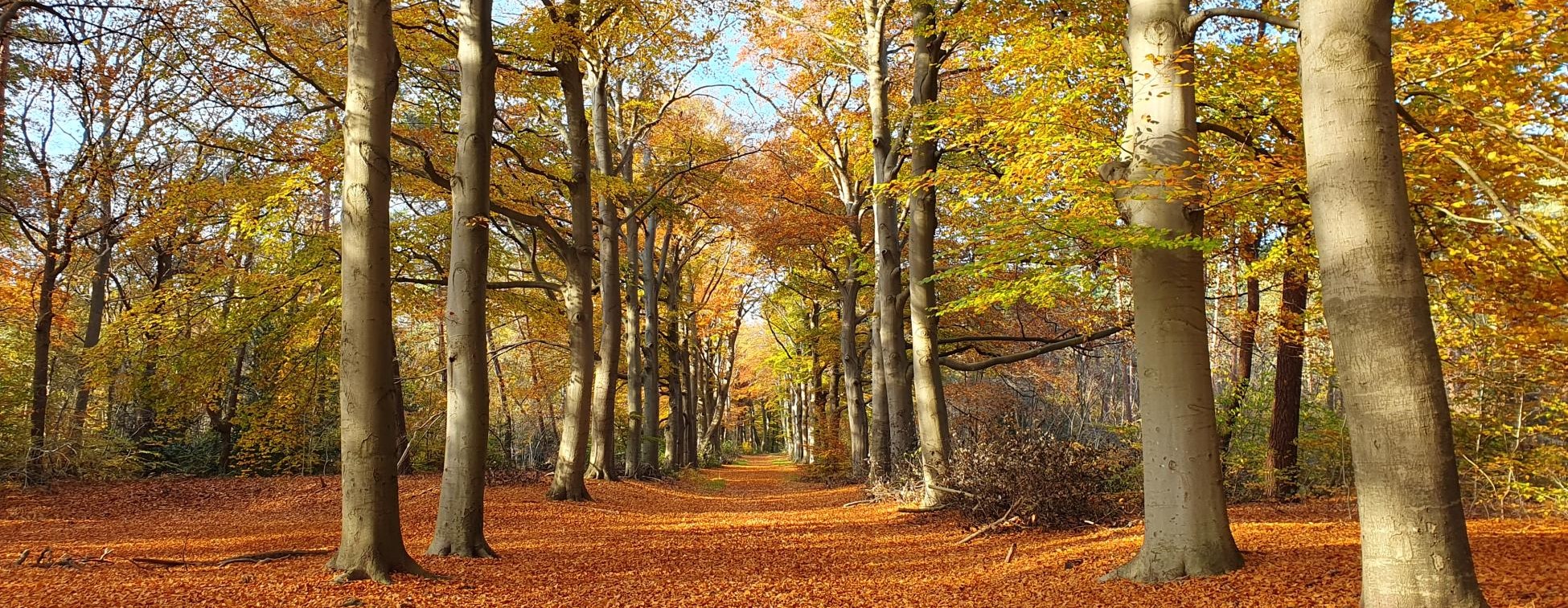 Herfstwandelingen