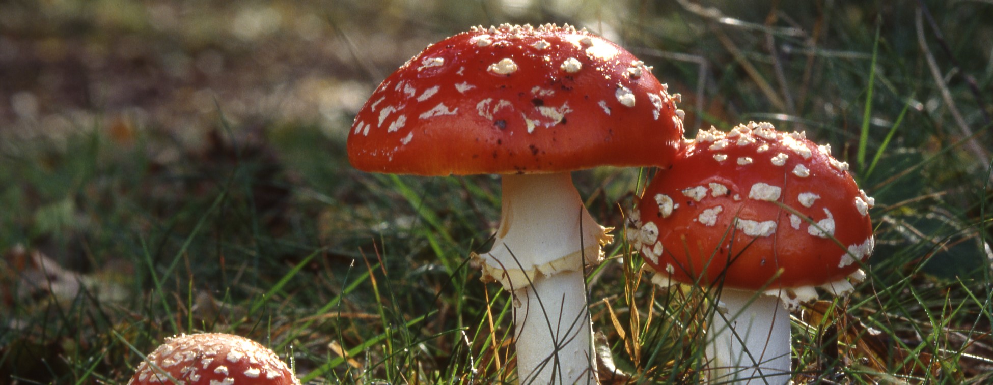 Paddenstoelwandelingen