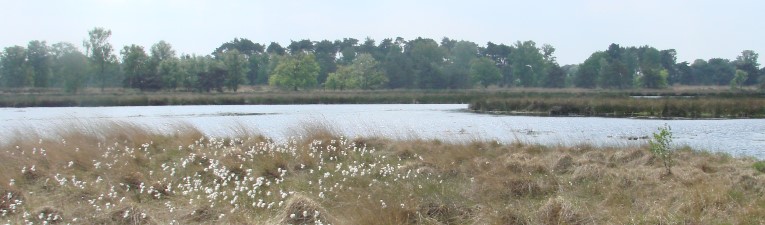 Kampina