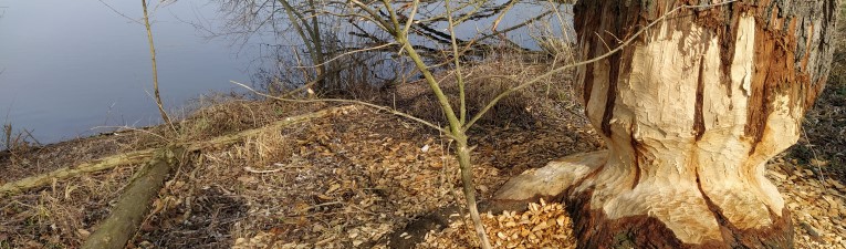 Wandelen door leefgebied van bever en otter
