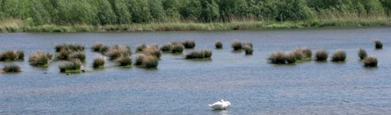 Biesbosch