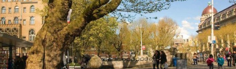 Langs Amsterdamse bomen
