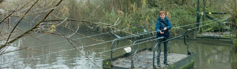 Dommel