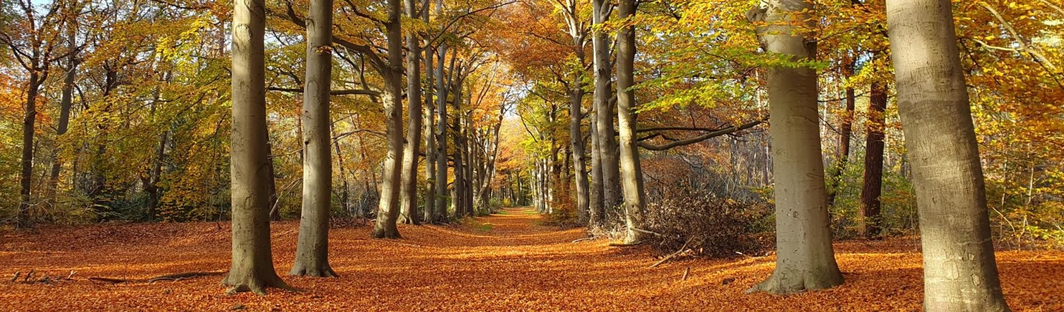 Bezoek de kleurige bossen
