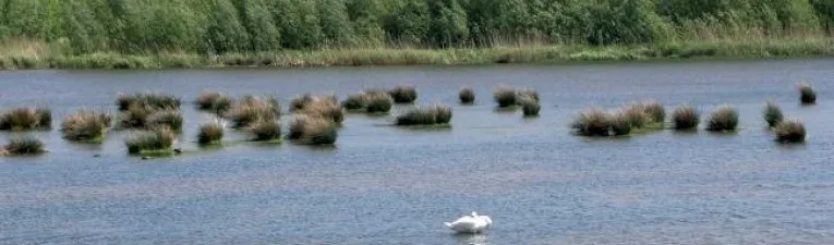 Biesbosch