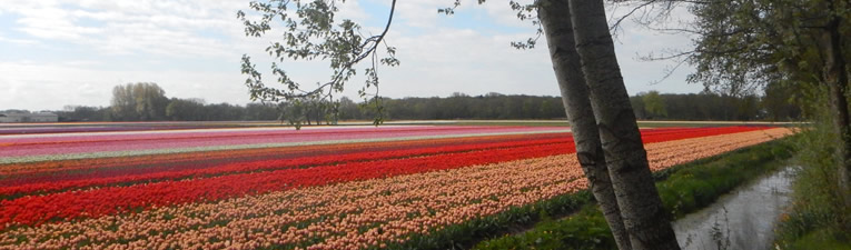 Bollenwandelingen