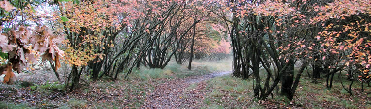 Wandelgebieden in Nederland