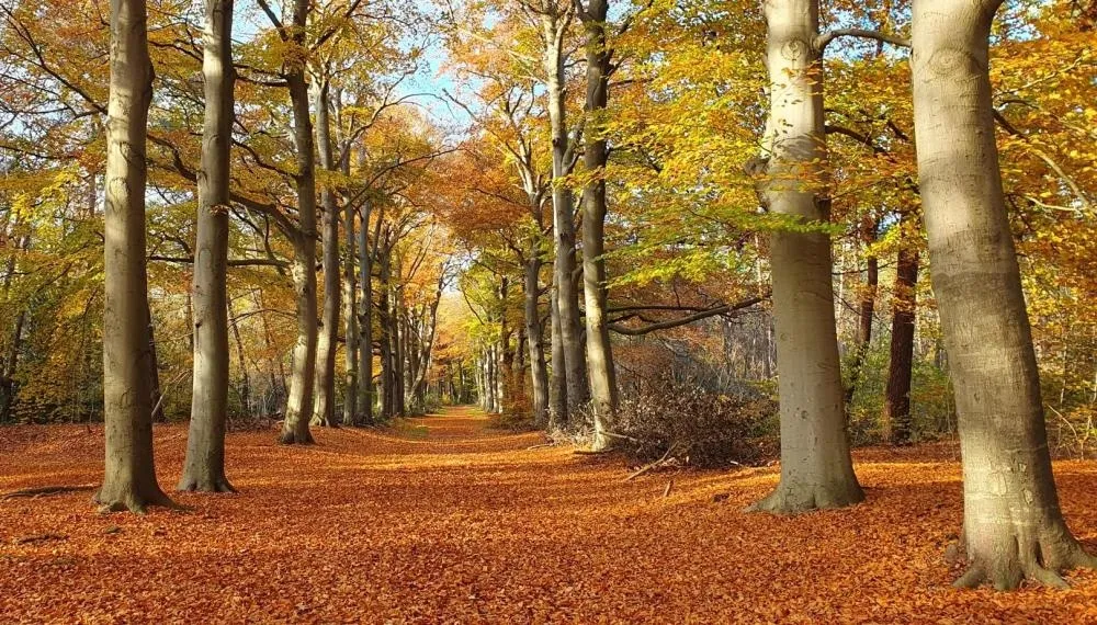 De mooiste herfstwandelingen