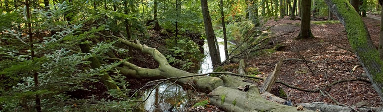 Wandelgebieden in Nederland