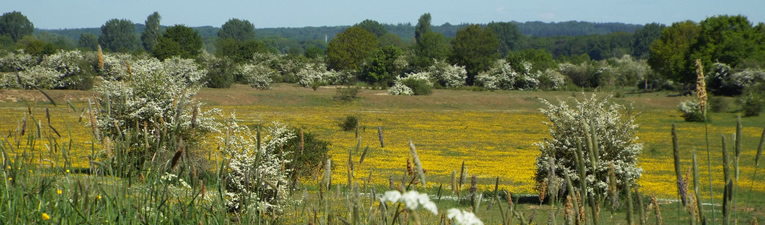 Wandelgebieden in Nederland