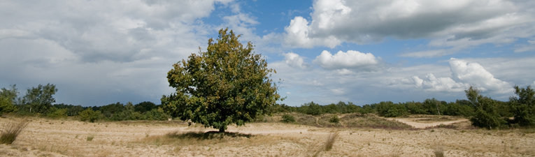 Struin door stuifzand