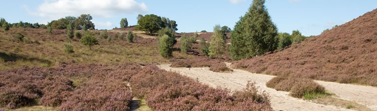 Wandelgebieden in Nederland