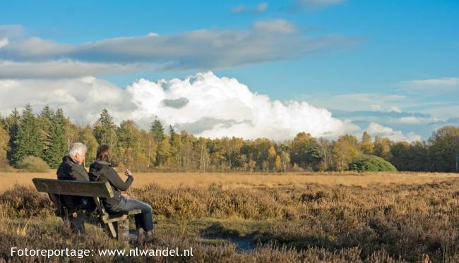 Landgoed Ter Borgh, vergraste heide