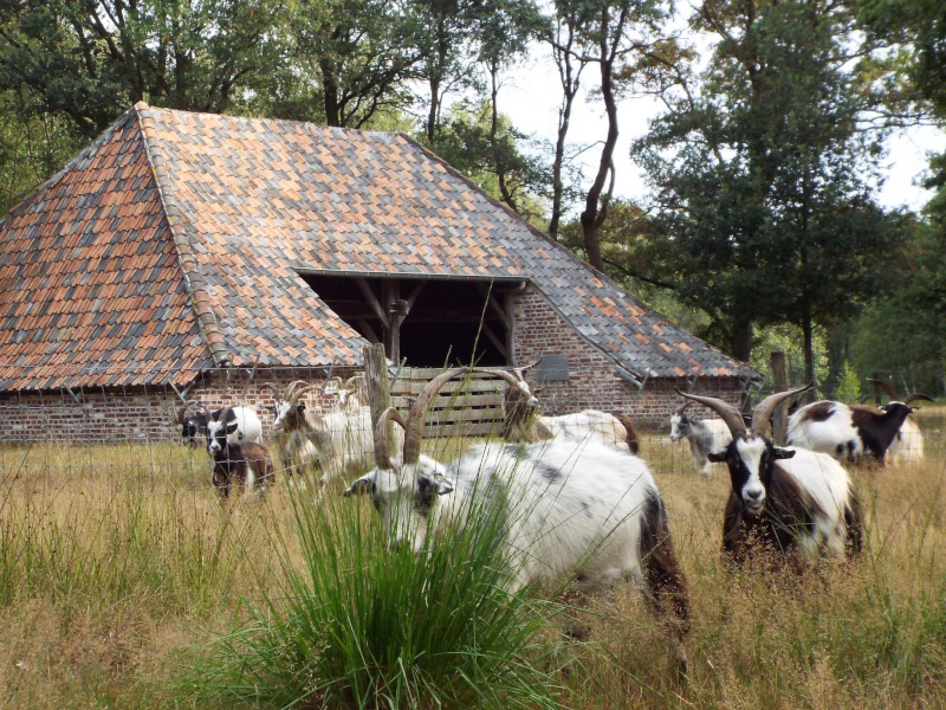 Schaapskooi met landgeiten