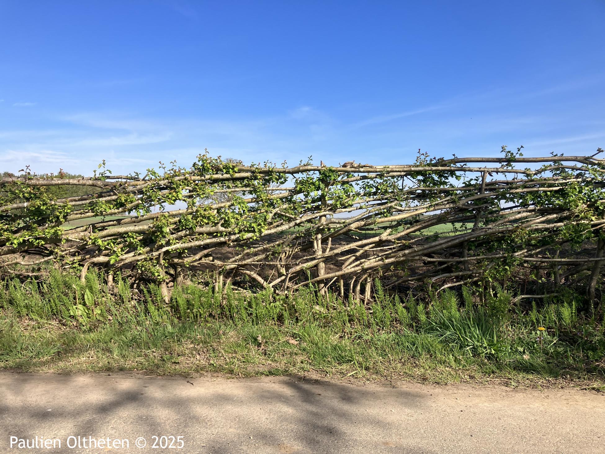 Maasheggenvlechten heg zijaanzicht Maasheggenvlechten heg zijaanzicht
