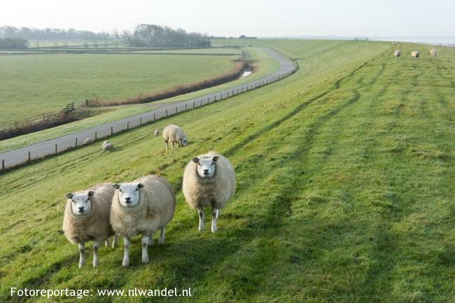 Groene Wissel Hippolytushoef