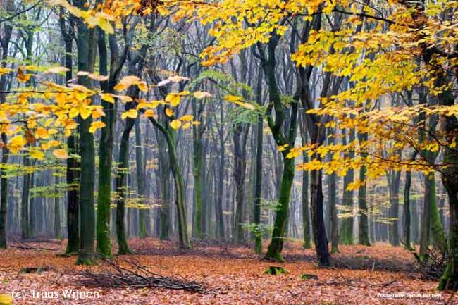 Wandelen in het Speulderbos