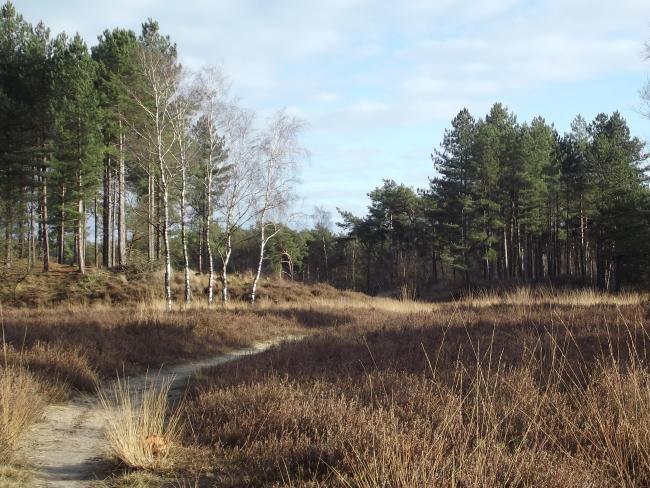 Overloonse duinen
