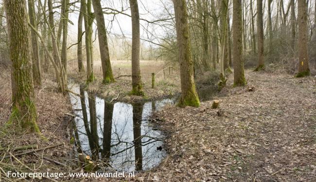 Wijboschbroek, boekbos