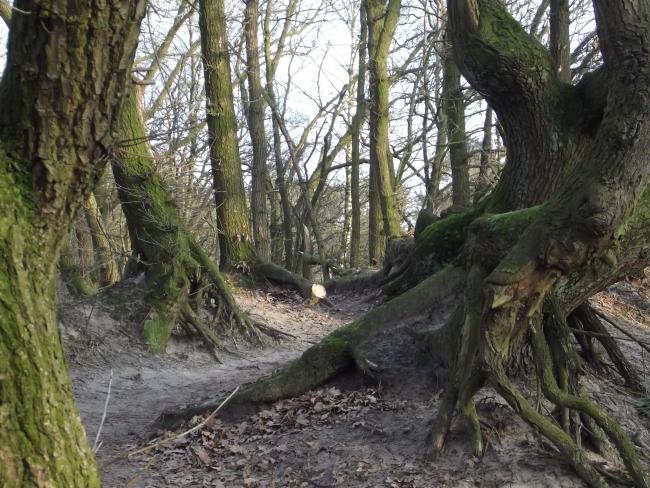 Munseheide-route