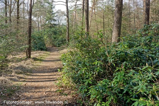 Landgoed Stippelberg, bos