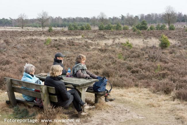 Eindhovense Bos, heide