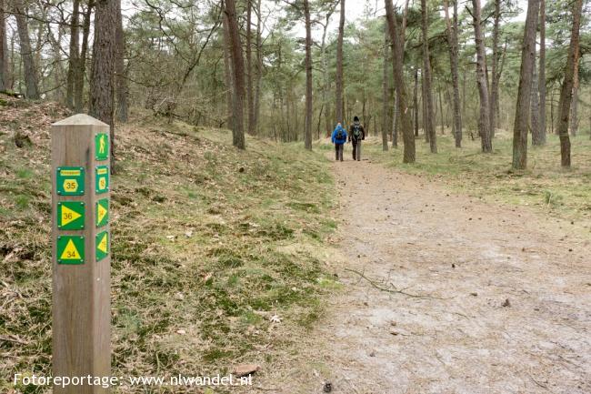 Loonse en Drunense Duinen, bos