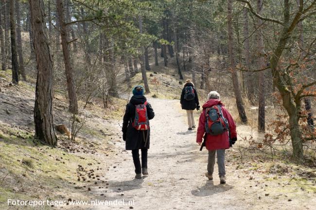 Schoorlse Duinen, bos