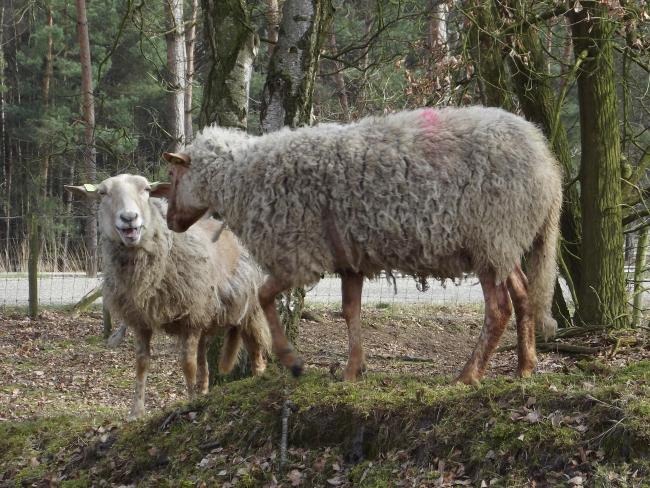 Kempische heideschapen