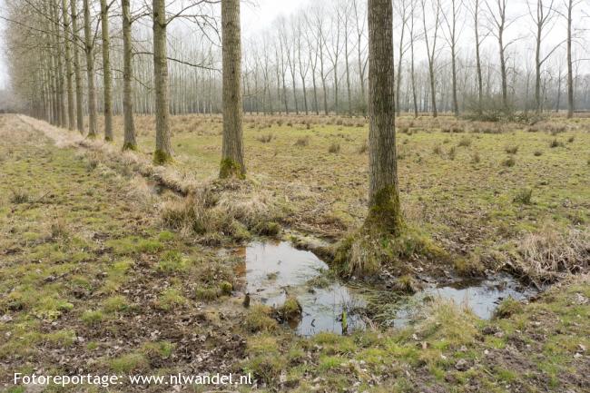 Groene Wissel Best 1