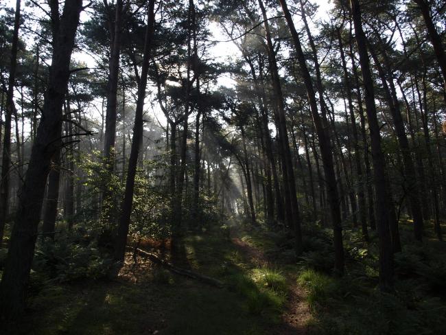 leenderbos
